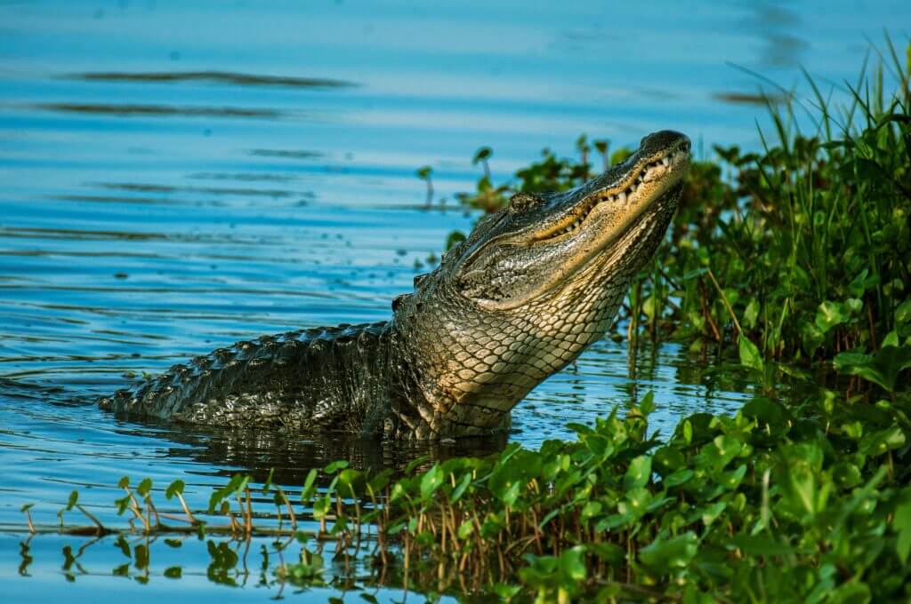 Mayan Sign Crocodile